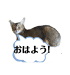 HOT CAT'S2（個別スタンプ：1）