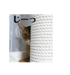 HOT CAT'S2（個別スタンプ：2）
