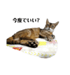 HOT CAT'S2（個別スタンプ：3）