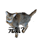 HOT CAT'S2（個別スタンプ：4）