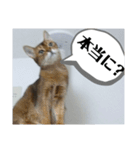 HOT CAT'S2（個別スタンプ：7）