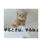 HOT CAT'S2（個別スタンプ：8）