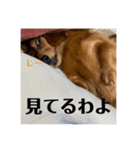 ノエベー（個別スタンプ：6）
