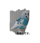 いんこ夫婦（個別スタンプ：6）