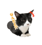 てぶくろにゃんこシュシュスタンプ（個別スタンプ：1）