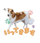 MySweetDogs（個別スタンプ：5）