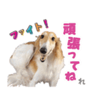 MySweetDogs（個別スタンプ：8）