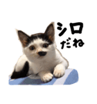 きょうだい猫のクロ＆シロ（個別スタンプ：1）