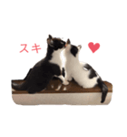 きょうだい猫のクロ＆シロ（個別スタンプ：3）