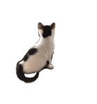 きょうだい猫のクロ＆シロ（個別スタンプ：5）