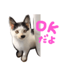 きょうだい猫のクロ＆シロ（個別スタンプ：6）