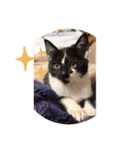 きょうだい猫のクロ＆シロ（個別スタンプ：7）