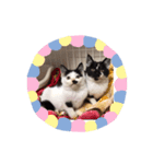 きょうだい猫のクロ＆シロ（個別スタンプ：8）