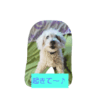 ハウオリスタンプ♪（個別スタンプ：2）