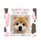 クマタンのお年賀スタンプ2021（個別スタンプ：11）