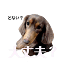 さぁちんファミリー（個別スタンプ：3）