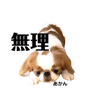 さぁちんファミリー（個別スタンプ：12）