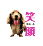 さぁちんファミリー（個別スタンプ：17）