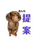 さぁちんファミリー（個別スタンプ：20）