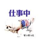 さぁちんファミリー（個別スタンプ：39）