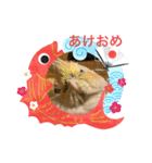 コタまるのお正月（個別スタンプ：1）