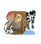 コタまるのお正月（個別スタンプ：3）