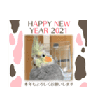 コタまるのお正月（個別スタンプ：4）