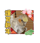 コタまるのお正月（個別スタンプ：7）