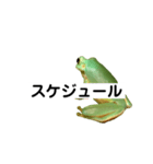 イエアメガエル 月と曜日とお知らせ（個別スタンプ：28）