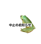 イエアメガエル 月と曜日とお知らせ（個別スタンプ：30）