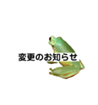 イエアメガエル 月と曜日とお知らせ（個別スタンプ：31）