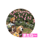 ビーグルとねこの日常（個別スタンプ：4）