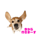 ビーグルとねこの日常（個別スタンプ：6）