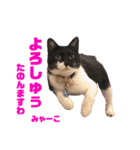 ビーグルとねこの日常（個別スタンプ：8）