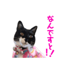ビーグルとねこの日常（個別スタンプ：15）