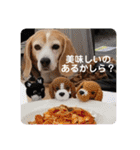 ビーグルとねこの日常（個別スタンプ：27）