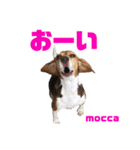 ビーグルとねこの日常（個別スタンプ：31）