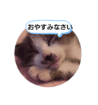 あにまるペット1（個別スタンプ：1）