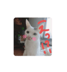 あにまるペット1（個別スタンプ：5）