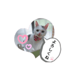 あにまるペット1（個別スタンプ：8）