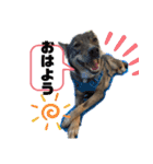 ピースワンコ保護犬スタンプ ミックスver.（個別スタンプ：8）