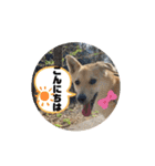 ピースワンコ保護犬スタンプ ミックスver.（個別スタンプ：9）