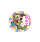 ピースワンコ保護犬スタンプ ミックスver.（個別スタンプ：18）