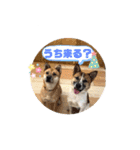 ピースワンコ保護犬スタンプ ミックスver.（個別スタンプ：19）