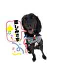 ピースワンコ保護犬スタンプ ミックスver.（個別スタンプ：21）