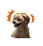 『犬写真』咲先輩 第1弾（個別スタンプ：3）
