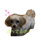 『犬写真』咲先輩 第1弾（個別スタンプ：4）