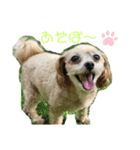 『犬写真』咲先輩 第1弾（個別スタンプ：5）