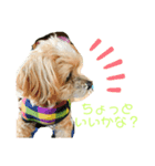 『犬写真』咲先輩 第1弾（個別スタンプ：6）