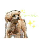 『犬写真』咲先輩 第1弾（個別スタンプ：8）
